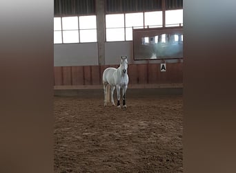Koń wirtemberski, Wałach, 15 lat, 168 cm, Siwa w hreczce