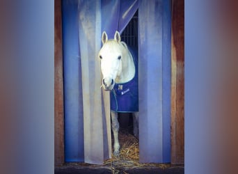 Koń wirtemberski, Wałach, 15 lat, 168 cm, Siwa w hreczce