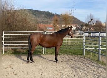 Koń wirtemberski, Wałach, 16 lat, 170 cm, Gniada
