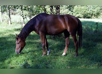 Koń wirtemberski, Wałach, 16 lat, 175 cm, Gniada