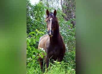 Koń wirtemberski, Wałach, 16 lat, 175 cm, Gniada