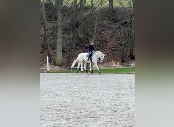 Koń wirtemberski, Wałach, 17 lat, 180 cm, Siwa w hreczce