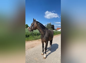 Koń wirtemberski, Wałach, 18 lat, 165 cm, Ciemnogniada