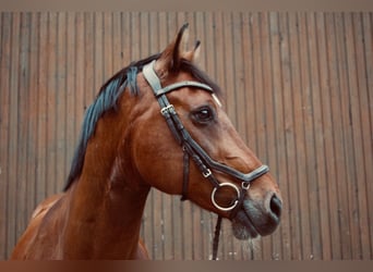 Koń wirtemberski, Wałach, 18 lat, 168 cm, Gniada