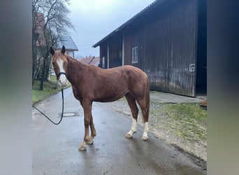 Koń wirtemberski, Wałach, 3 lat, 162 cm, Kasztanowata