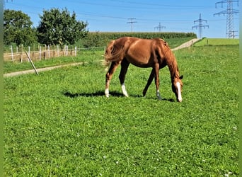Koń wirtemberski, Wałach, 3 lat, 165 cm, Kasztanowata