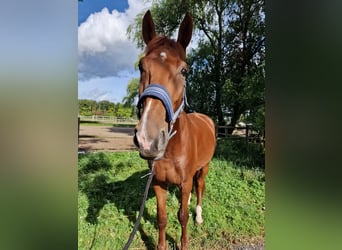Koń wirtemberski, Wałach, 3 lat, 170 cm, Kasztanowata