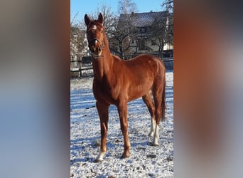 Koń wirtemberski, Wałach, 4 lat, 168 cm, Kasztanowata
