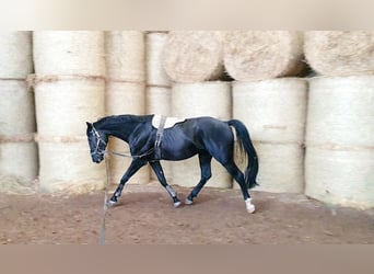 Koń wirtemberski, Wałach, 4 lat, 176 cm