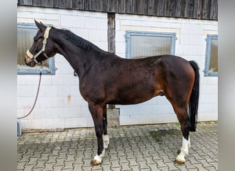 Koń wirtemberski, Wałach, 5 lat, 167 cm, Gniada