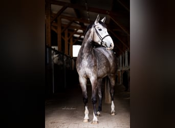Koń wirtemberski, Wałach, 5 lat, 175 cm