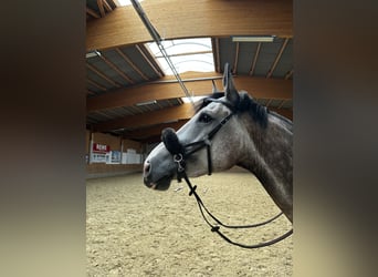 Koń wirtemberski, Wałach, 5 lat, 175 cm