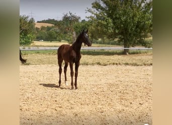 Koń wirtemberski, Wałach, 5 lat, 176 cm