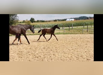 Koń wirtemberski, Wałach, 5 lat, 176 cm