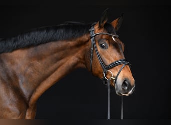 Koń wirtemberski, Wałach, 5 lat, 186 cm, Ciemnogniada