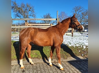Koń wirtemberski, Wałach, 6 lat, 164 cm, Kasztanowata