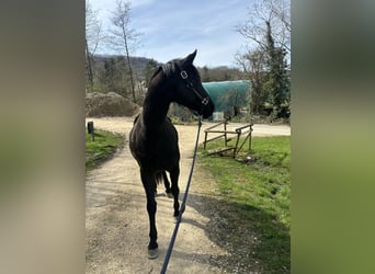 Koń wirtemberski, Wałach, 7 lat, 165 cm, Kara