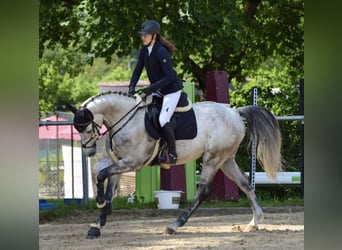 Koń wirtemberski, Wałach, 7 lat, 168 cm, Siwa