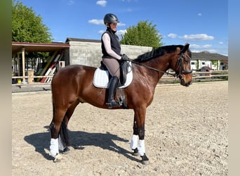 Koń wirtemberski, Wałach, 7 lat, 175 cm, Gniada