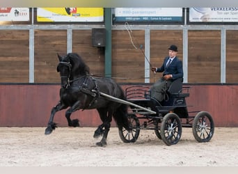 Konie fryzyjskie, Klacz, 10 lat, 162 cm, Kara