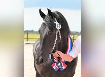 Konie fryzyjskie, Klacz, 10 lat, 162 cm, Kara