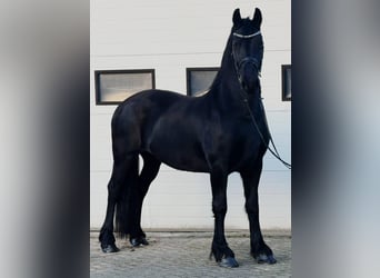 Konie fryzyjskie, Klacz, 10 lat, 166 cm, Kara