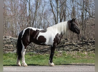 Konie fryzyjskie, Klacz, 10 lat, Tobiano wszelkich maści