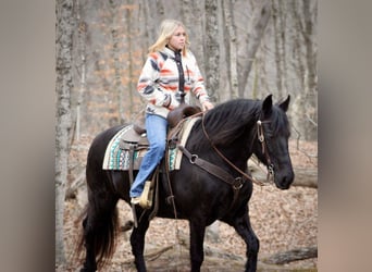 Konie fryzyjskie, Klacz, 11 lat, 147 cm, Kara