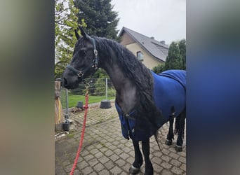 Konie fryzyjskie, Klacz, 11 lat, 162 cm, Kara