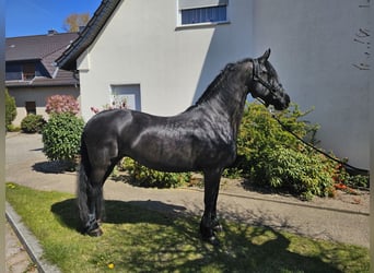 Konie fryzyjskie, Klacz, 11 lat, 162 cm, Kara