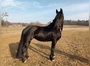 Konie fryzyjskie Mix, Klacz, 11 lat, 163 cm, Kara