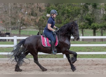 Konie fryzyjskie, Klacz, 11 lat, 164 cm, Kara
