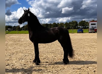 Konie fryzyjskie, Klacz, 11 lat, 165 cm, Kara
