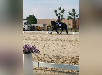 Konie fryzyjskie, Klacz, 11 lat, 165 cm, Kara