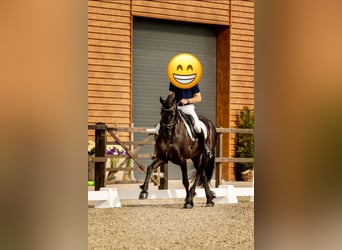 Konie fryzyjskie, Klacz, 11 lat, 167 cm, Kara