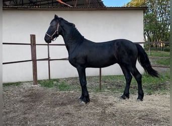 Konie fryzyjskie Mix, Klacz, 12 lat, 155 cm, Kara