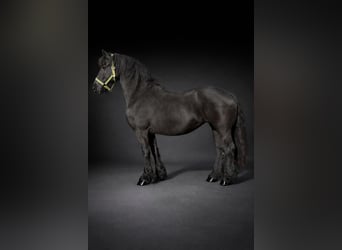 Konie fryzyjskie, Klacz, 12 lat, 157 cm, Kara