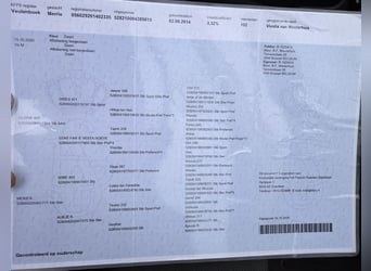 Konie fryzyjskie, Klacz, 12 lat, 157 cm, Kara