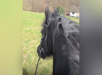 Konie fryzyjskie, Klacz, 12 lat, 157 cm, Kara