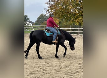 Konie fryzyjskie Mix, Klacz, 12 lat, 158 cm, Kara