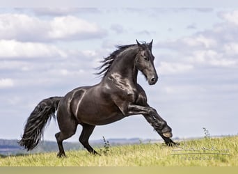 Konie fryzyjskie, Klacz, 12 lat, 160 cm, Kara