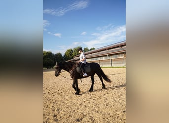 Konie fryzyjskie, Klacz, 12 lat, 162 cm, Kara