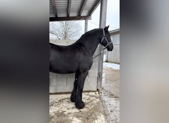 Konie fryzyjskie, Klacz, 12 lat, 162 cm, Kara