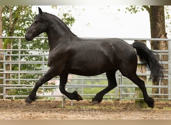Konie fryzyjskie, Klacz, 12 lat, 163 cm, Kara