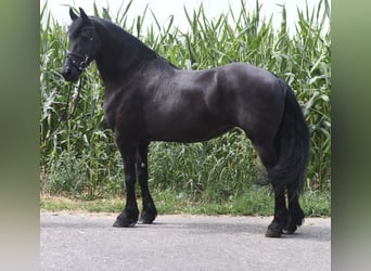 Konie fryzyjskie, Klacz, 12 lat, 167 cm, Kara