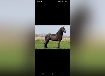 Konie fryzyjskie, Klacz, 12 lat, 168 cm, Kara