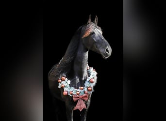 Konie fryzyjskie, Klacz, 12 lat, 168 cm, Kara