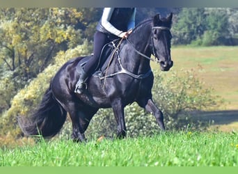 Konie fryzyjskie, Klacz, 12 lat, 168 cm, Kara