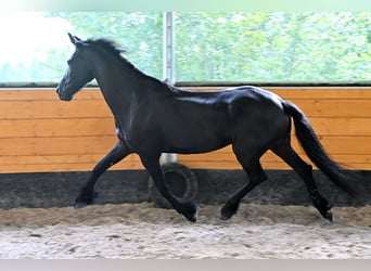 Konie fryzyjskie, Klacz, 12 lat, 168 cm, Kara