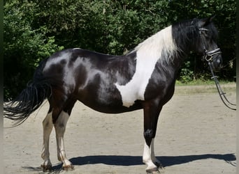 Konie fryzyjskie Mix, Klacz, 13 lat, 158 cm, Srokata